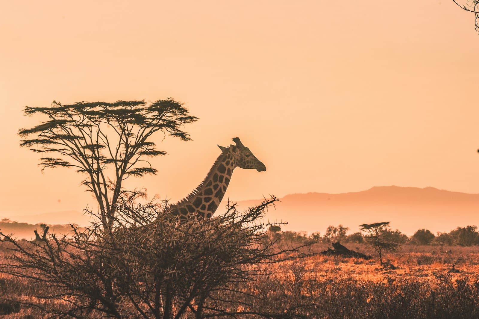A giraffe among acacia trees at golden hour