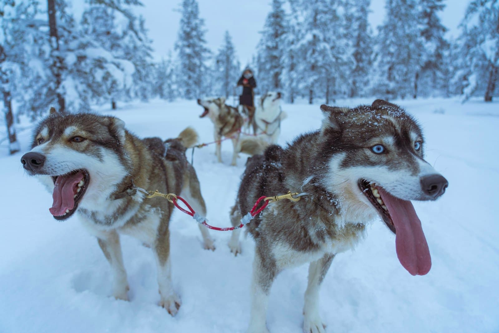 A team of happy sled huskies in a snowy forest