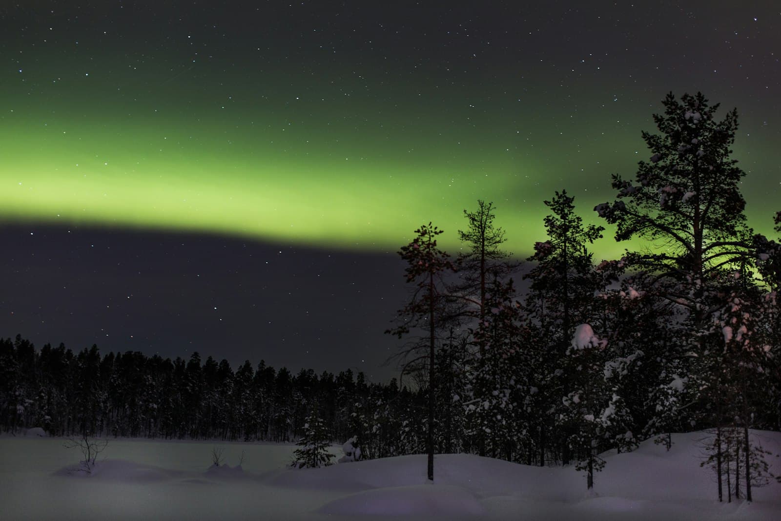 Green northern lights over a snow-covered Lapland forest