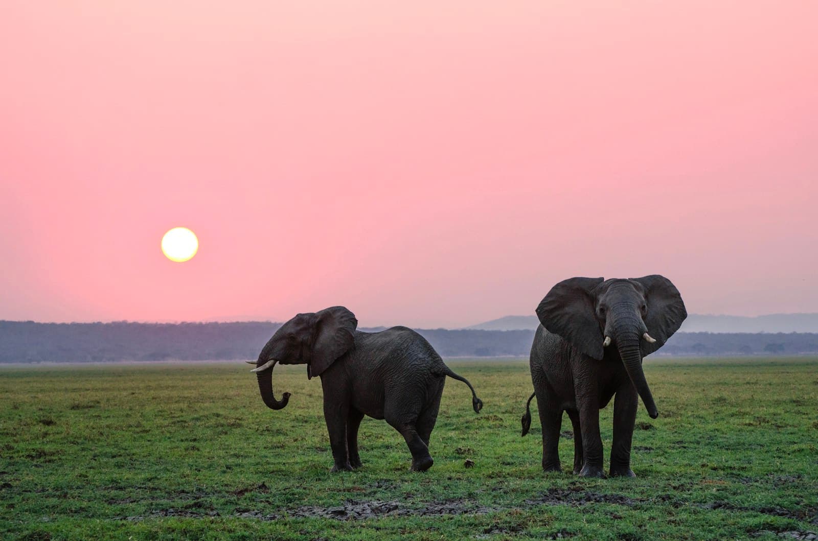Two elephants on the savanna under a blush-pink sunset